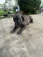 Sade, a female Cane Corso for sale in Peoria, IL – 7 of 8