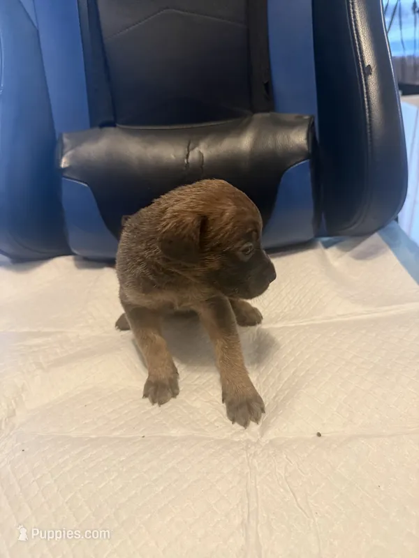 Asha – Cane Corso puppy for sale in Peoria, IL