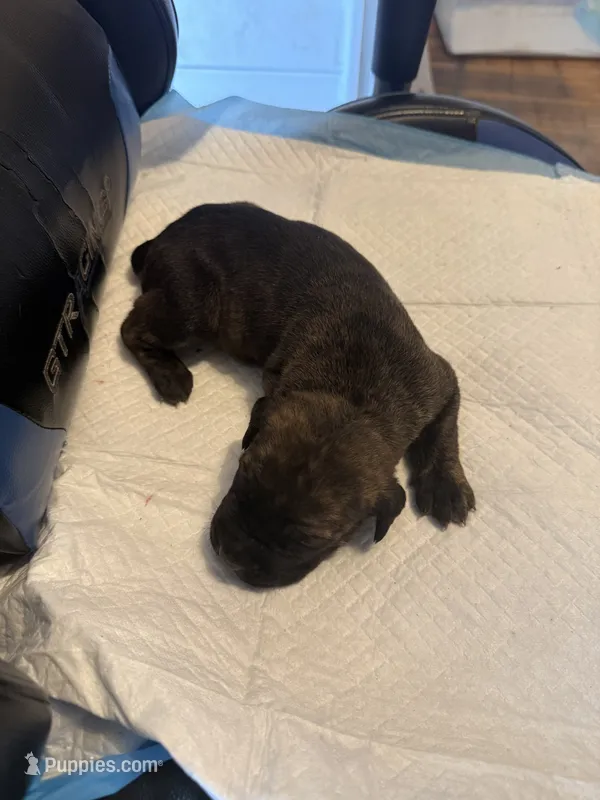 Zeus – Cane Corso puppy for sale in Peoria, IL