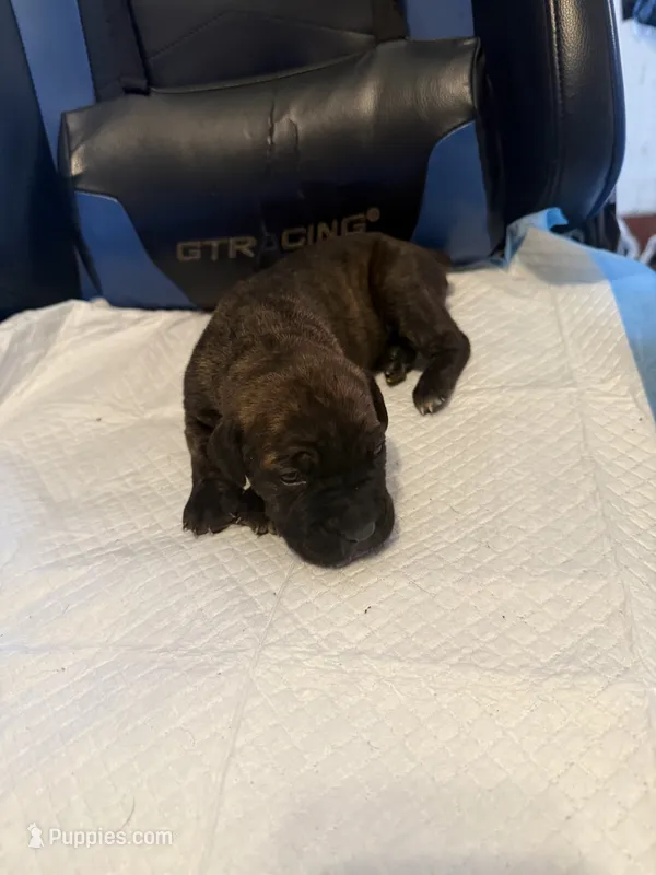 Sade – Cane Corso puppy for sale in Peoria, IL