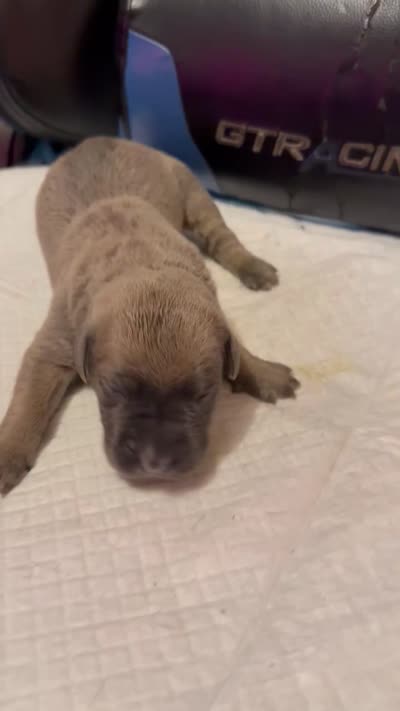 Asha, a female Cane Corso for sale in Peoria, IL – 3 of 4