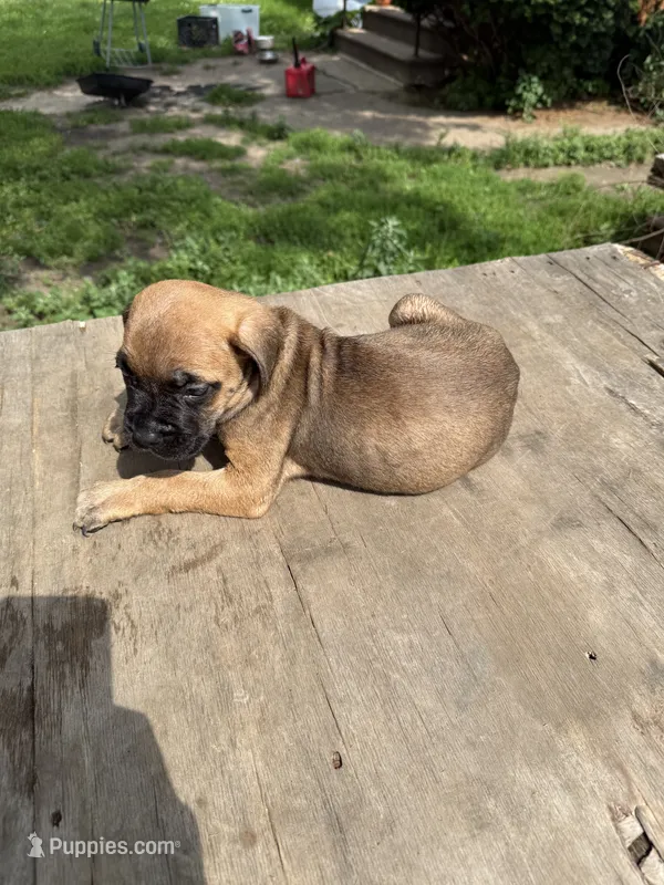 Bella – Cane Corso puppy for sale in Peoria, IL