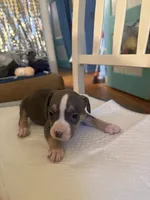 Abkc Anita , a female American Bully for sale in Peoria, IL – 6 of 9