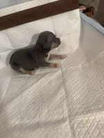 Abkc Runt, a female American Bully for sale in Peoria, IL – 2 of 5