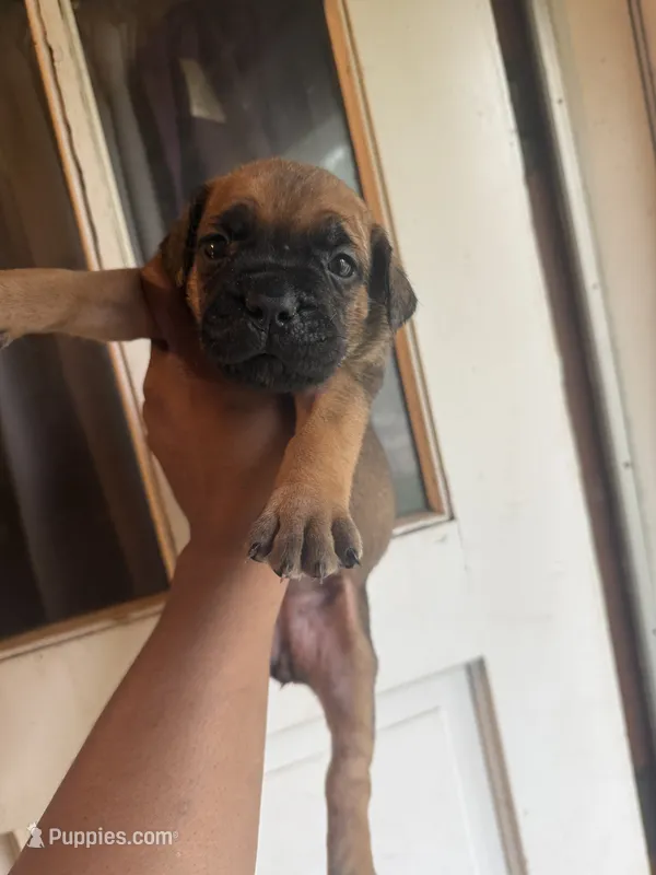 Bella – Cane Corso puppy for sale in Peoria, IL