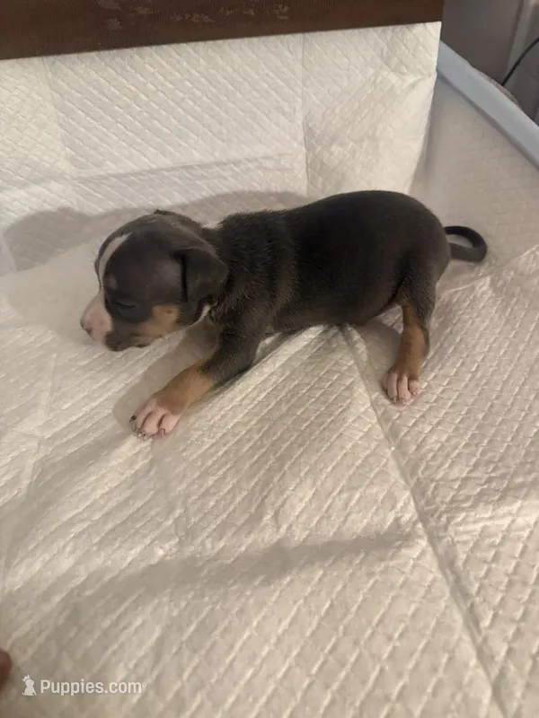 Abkc Anita  – American Bully puppy for sale in Peoria, IL