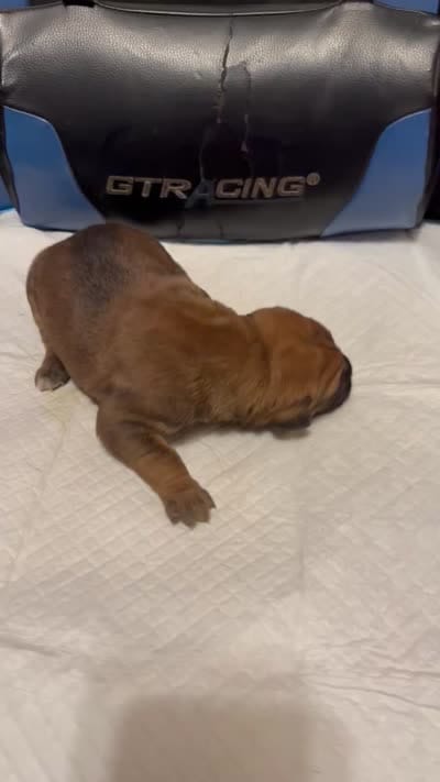 Sexy Red, a female Cane Corso for sale in Peoria, IL – 3 of 4