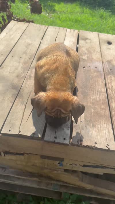 Red, a male Cane Corso for sale in Peoria, IL – 6 of 9