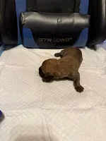 Red, a male Cane Corso for sale in Peoria, IL – 2 of 7