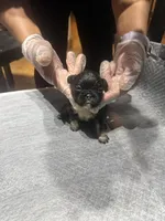 Akc Fluffy Suzie, a female French Bulldog for sale in Peoria, IL – 3 of 4
