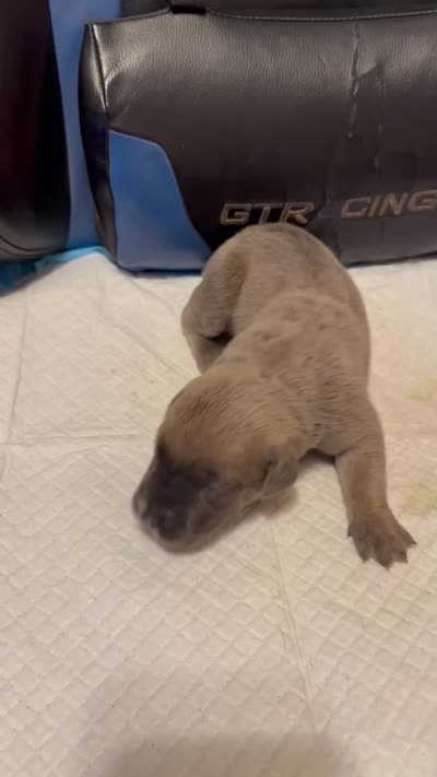 Asha, a female Cane Corso for sale in Peoria, IL – 4 of 4