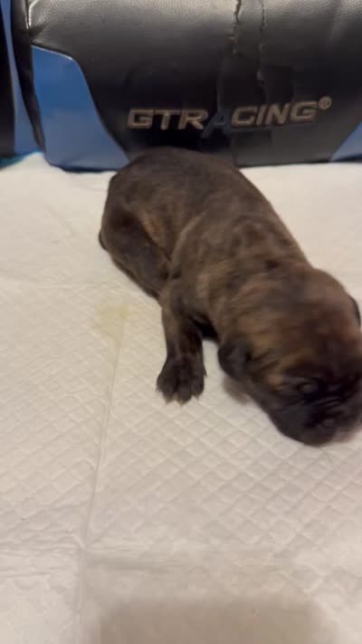 Lucky, a male Cane Corso for sale in Peoria, IL – 4 of 4
