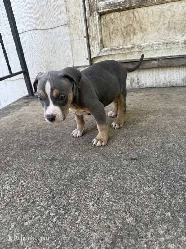 Abkc Diana – American Bully puppy for sale in Peoria, IL