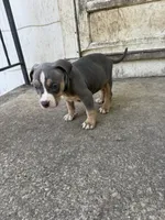 Abkc Diana, a female American Bully for sale in Peoria, IL – 1 of 8
