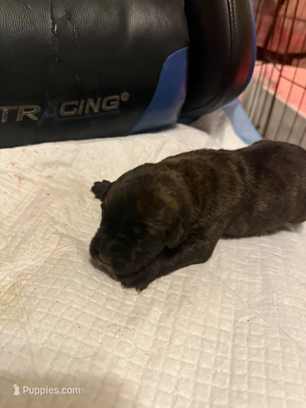 Sade – Cane Corso puppy for sale in Peoria, IL