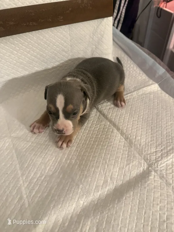 Abkc Diana – American Bully puppy for sale in Peoria, IL