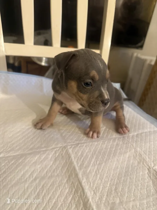 Abkc Luther  – American Bully puppy for sale in Peoria, IL
