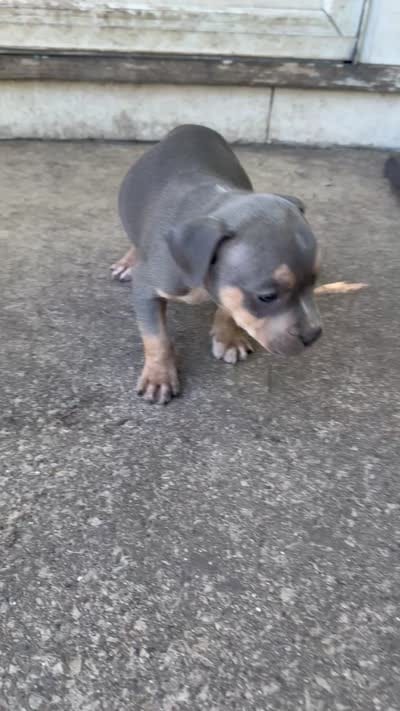 Abkc Luther , a male American Bully for sale in Peoria, IL – 3 of 9