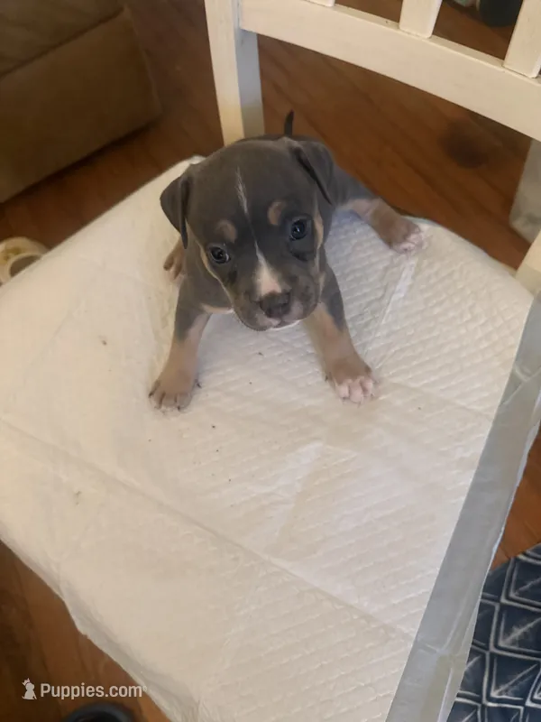 Abkc Aretha  – American Bully puppy for sale in Peoria, IL