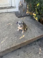 Abkc Runt, a female American Bully for sale in Peoria, IL – 2 of 9