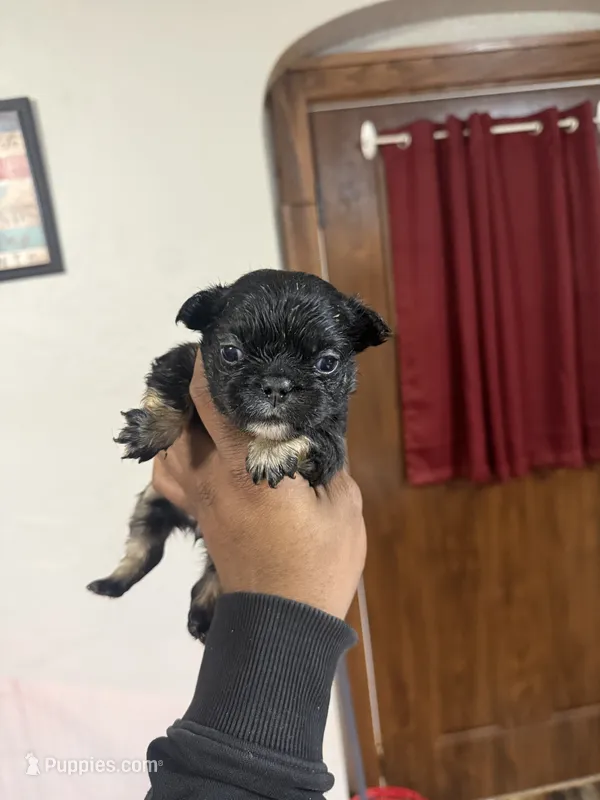 Akc Fluffy Suzie – French Bulldog puppy for sale in Peoria, IL
