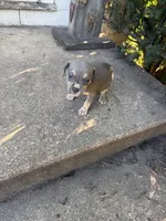Abkc Runt, a female American Bully for sale in Peoria, IL – 1 of 9