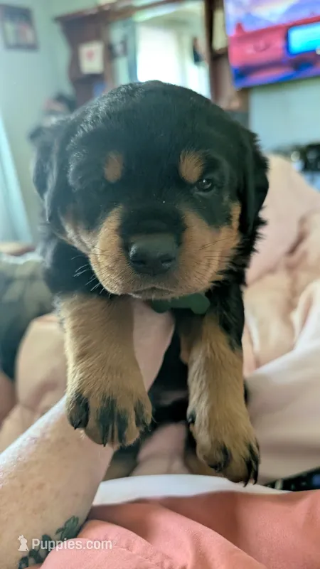 Sunny – Rottweiler puppy for sale in Rindge, NH
