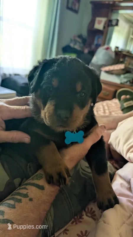 Rottweilers  – Rottweiler puppy for sale in Rindge, NH