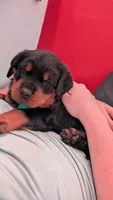 Female Rottweiler , a female Rottweiler for sale in Rindge, NH – 2 of 3