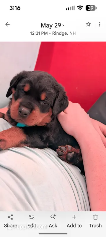 Rottweiler pups 2 – Rottweiler puppy for sale in Rindge, NH