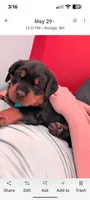 Rottweiler pups 2, a female Rottweiler for sale in Rindge, NH – 1 of 3