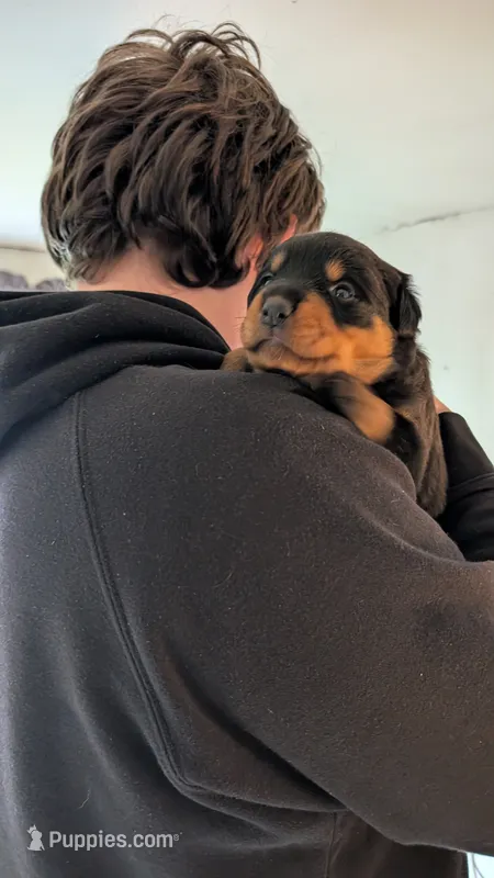 Butch  – Rottweiler puppy for sale in Rindge, NH