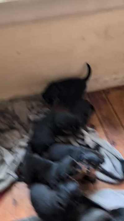 Rottweiler pups , a female Rottweiler for sale in Rindge, NH – 7 of 7