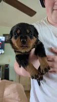 Rottweiler pups , a female Rottweiler for sale in Rindge, NH – 6 of 7
