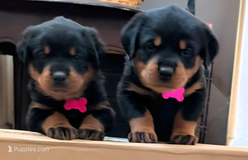 Female Rottweiler  – Rottweiler puppy for sale in Rindge, NH