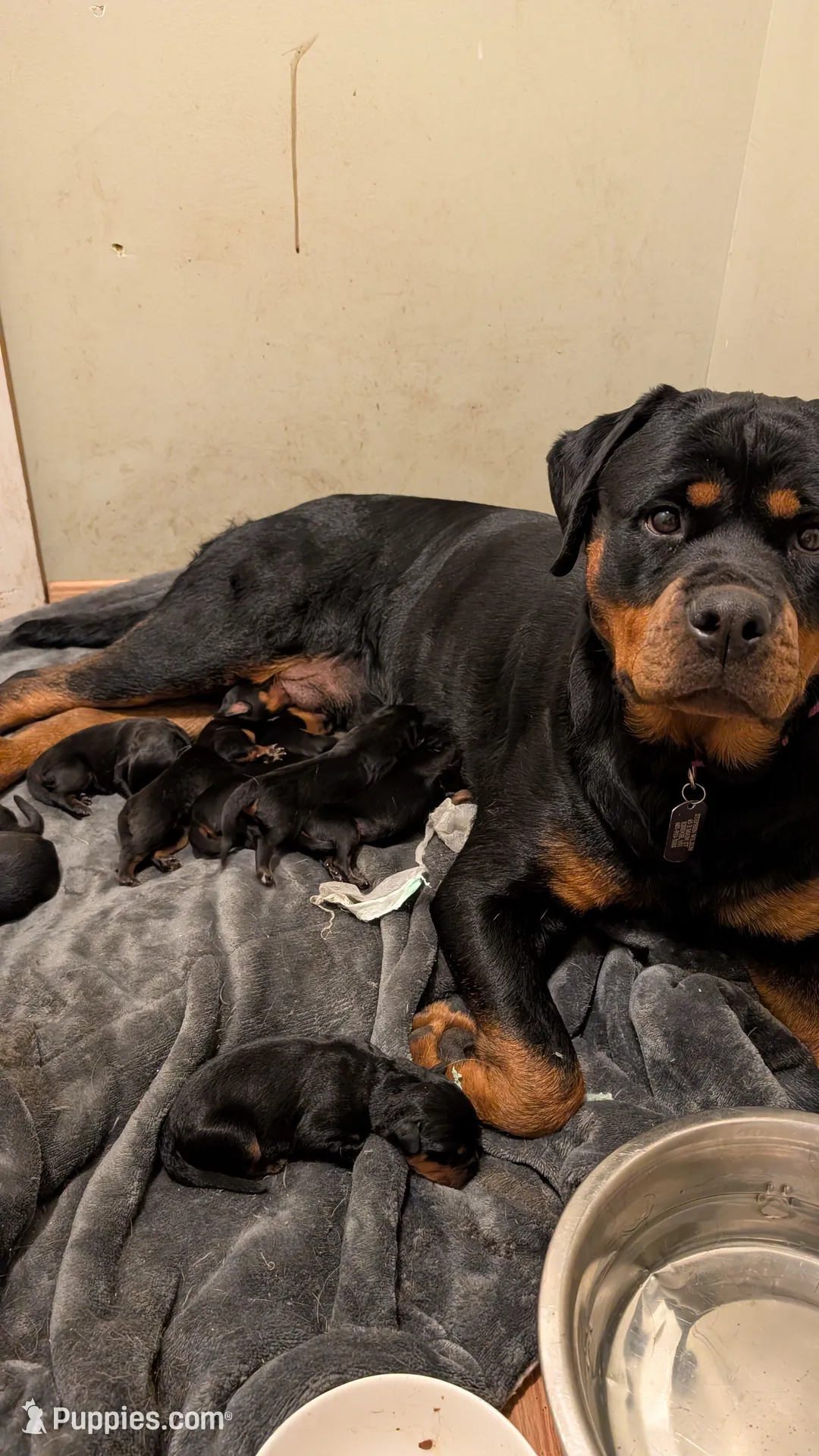 Rottweiler pups , a female Rottweiler for sale in Rindge, NH – 3 of 7