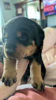Rottweilers , a female Rottweiler for sale in Rindge, NH – 5 of 5