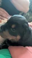 Rottweilers , a female Rottweiler for sale in Rindge, NH – 2 of 5