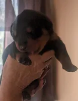 Sasha , a female Rottweiler for sale in Rindge, NH – 2 of 2