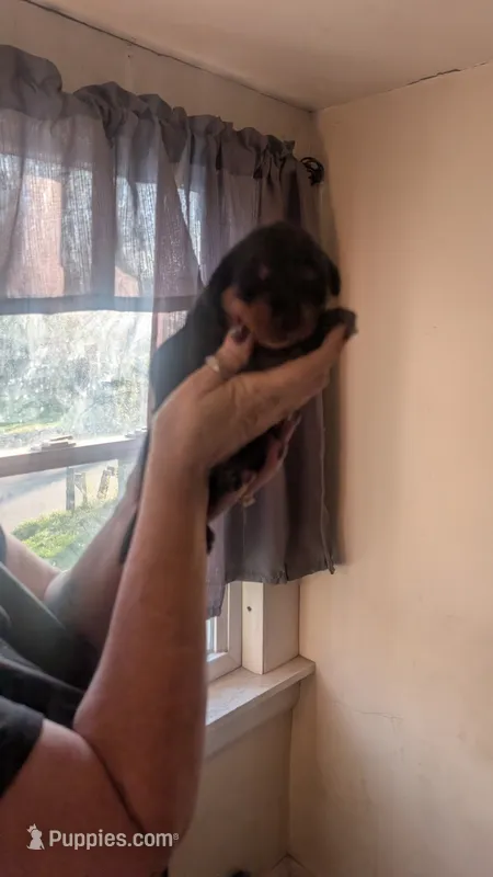 Sunny – Rottweiler puppy for sale in Rindge, NH