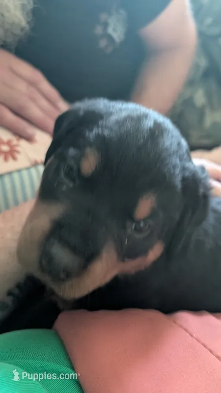 Baby – Rottweiler puppy for sale in Rindge, NH