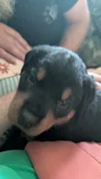 Baby, a female Rottweiler for sale in Rindge, NH – 1 of 1