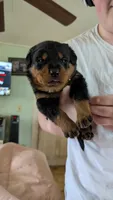 Tank , a male Rottweiler for sale in Rindge, NH – 1 of 1