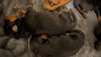 Rottweiler pups , a female Rottweiler for sale in Rindge, NH – 2 of 7