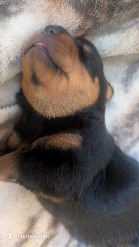 Sasha  – Rottweiler puppy for sale in Rindge, NH