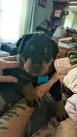 Sammy, a female Rottweiler for sale in Rindge, NH – 1 of 1