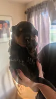Rottweiler pups , a female Rottweiler for sale in Rindge, NH – 5 of 7