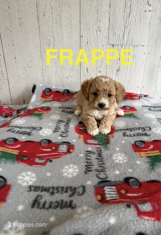 Frappe – Cavapoo puppy for sale in Athens, MI