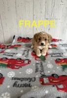 Frappe, a female Cavapoo for sale in Athens, MI – 1 of 1