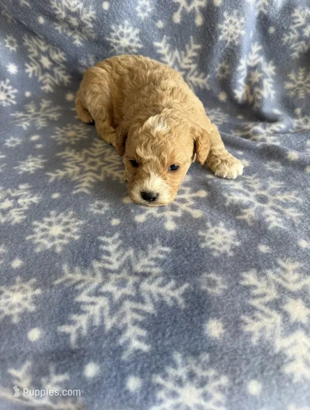 F1b Cavapoo Female 1  – Cavapoo puppy for sale in Athens, MI